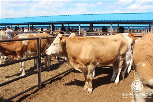 内蒙古通辽市：黄牛之乡“牛”气冲天