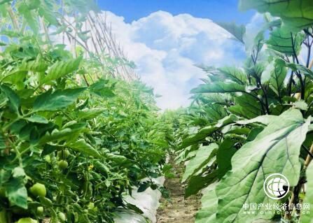 黑龙江大庆萨尔图：项目牵动区域经济高效高质发展