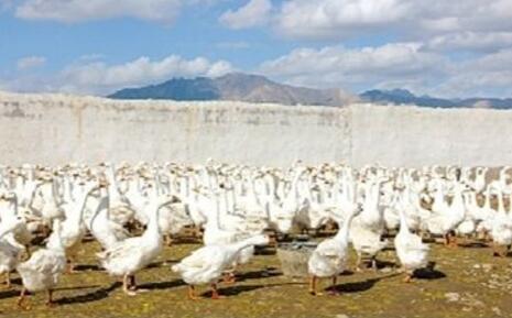 青海海西州开创特色创新扶贫之路