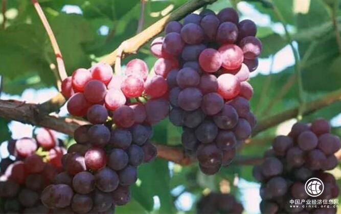 “中国葡萄之乡”涌现出一批“葡二代”