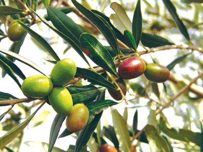 脱贫攻坚 甘肃陇南打造“中国油橄榄之乡”