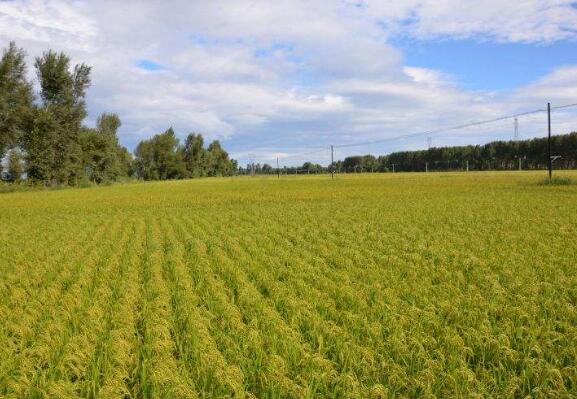 内蒙古包头市因地制宜发展特色农业