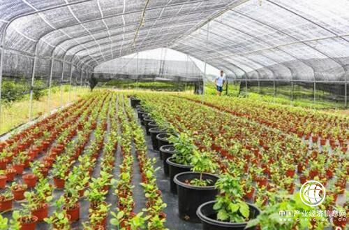 中国茉莉之乡”广西横县借“一带一路”飘香世界