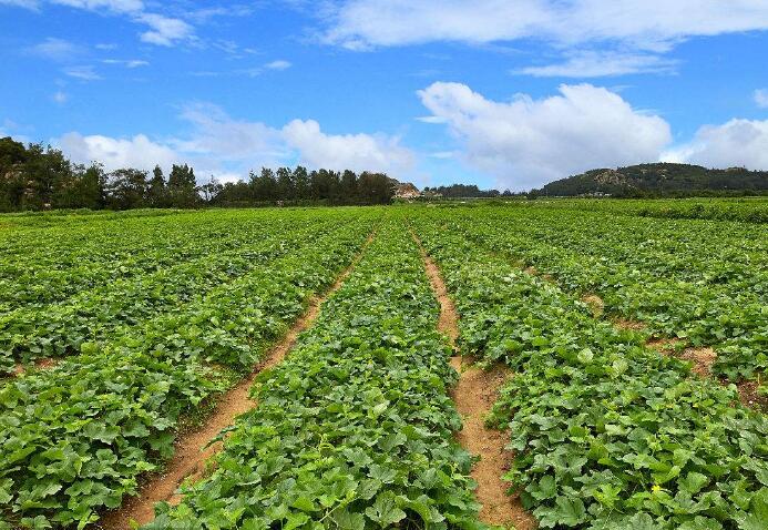 河南省调整设施农业用地政策 设施用地规模大幅度放宽