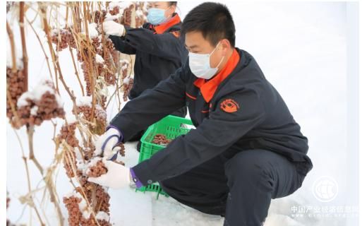 中国冰酒女神的“摘金记”