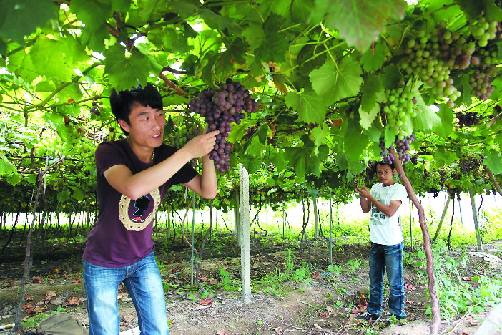 云南：金沙江畔枇杷香 群众采摘上市忙