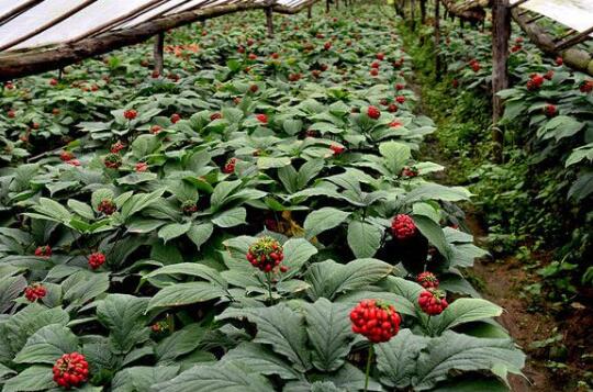 “中国西洋参之都”正式授牌山东文登