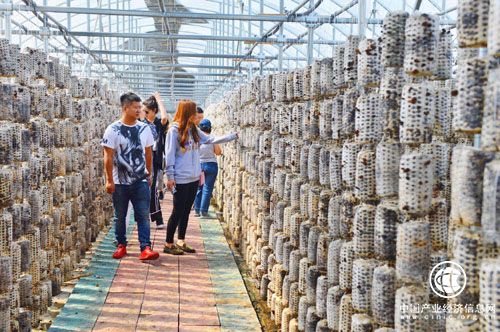 黑龙江省龙江县：黑木耳产业带动贫困村民脱贫