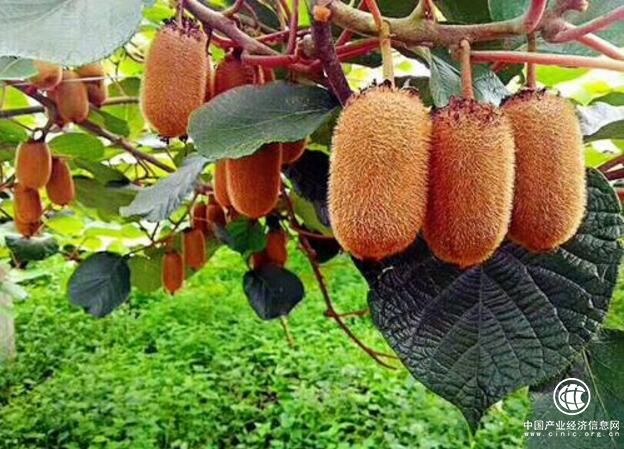 贵州省修文县：猕猴桃“嫁接”大数据变“脱贫果”