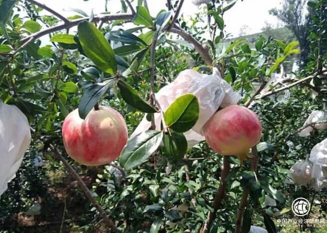 云南丽江永胜县有望成为中国软籽石榴之乡