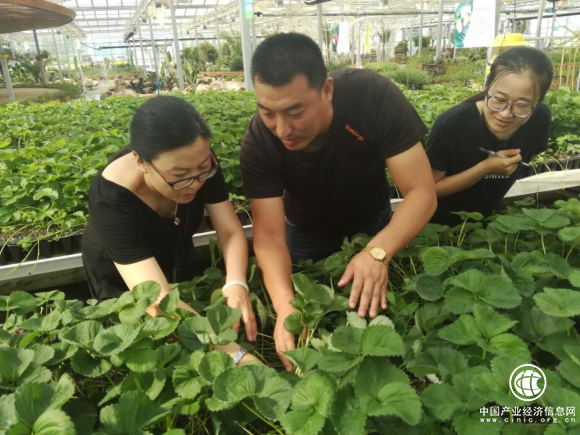 实现产业规模化 华盛绿能建起近百个标准化现代农业园区