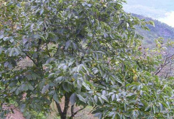 花椒产业成为重庆丰都县农民增收的重要支柱