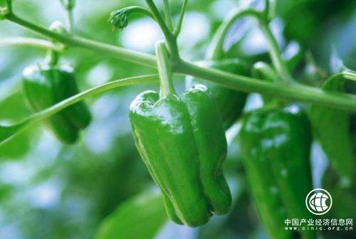 “中国青椒之乡”山西长子县：大棚出苗忙 奏响春耕“椒响曲”