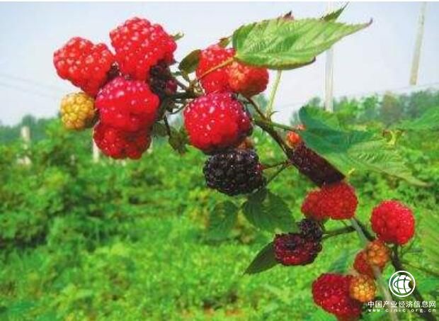 福建：地标“金名片”催生产业新活力