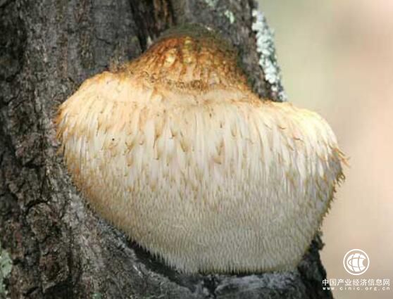 中国猴头菇之乡——黑龙江省海林市