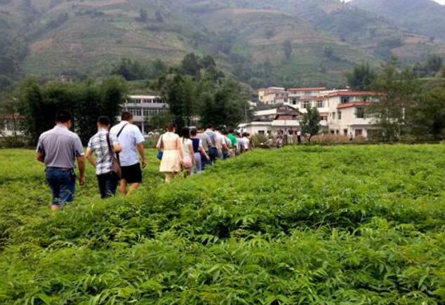 四川省筠连县：川南“煤都”转型“绿色漆都”