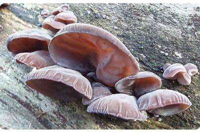 辽宁抚顺：打造单片黑木耳特色名牌