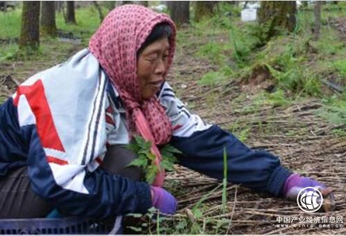 黑龙江伊春：森林菇撑起脱贫“伞”