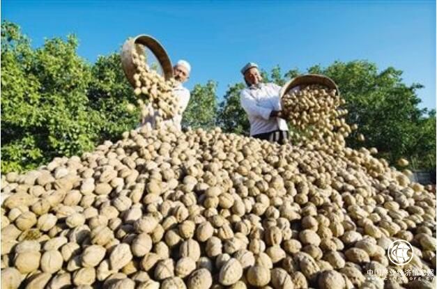 “核桃之乡”新疆叶城：核桃铺就农民致富路