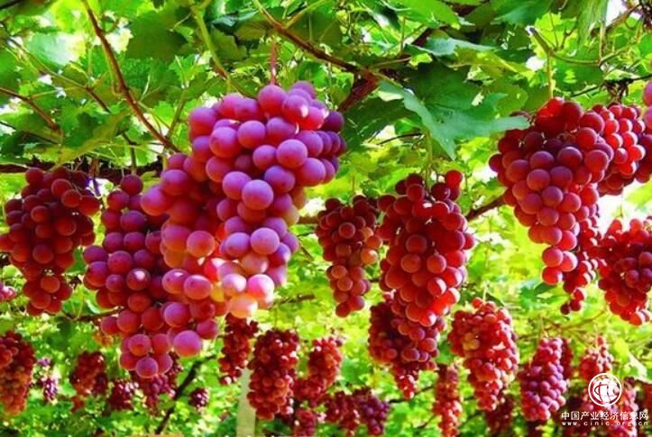 甘肃:小葡萄串起紫色大产业