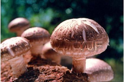 小香菇撑开辽宁鞍山岫岩县百姓“致富伞”