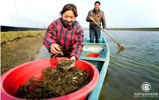 江苏高淳：养成“生态蟹”铺就富民路
