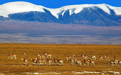 以国家公园为契机 推动中国荒野保护