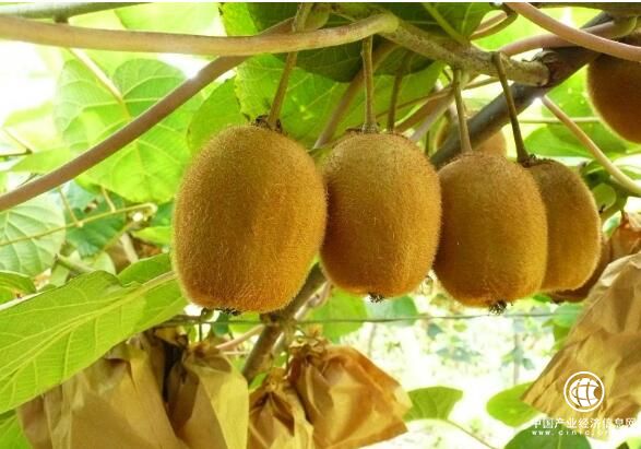 广东和平县：把猕猴桃做成助农增收的支柱产业