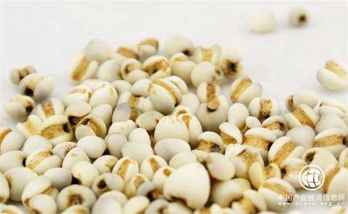 七个第一 贵州兴仁薏仁米产业的小目标