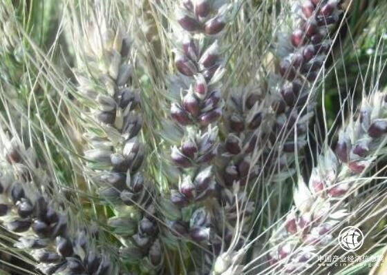 黑小麦：新疆奇台县的致富“黑色金矿”