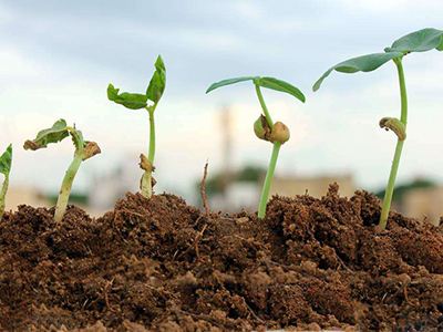 一些地方种质资源仅存6% 种源大国面临“保种”困境