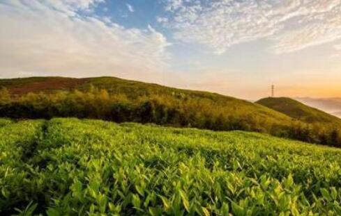 充足电能点亮“中国黑茶之乡”产业振兴之光