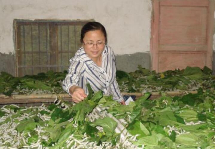 科技赋能农业 奉节正积极打造全国创新型智能蚕桑县