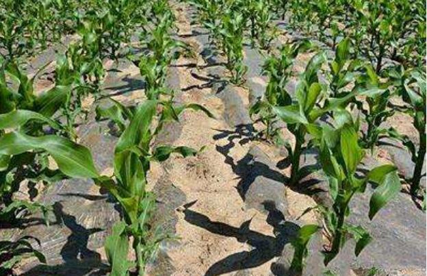 山西有机旱作农业发展发力