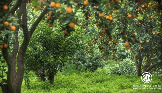 海归博士回乡创业种魏柑