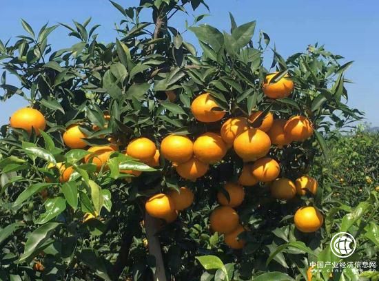 海归博士回乡创业种魏柑