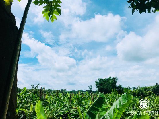 梨花女子学院院长员歆然老师考察海南椰仙山庄旅游地产项目
