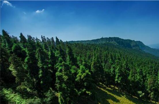 四川明确林业发展五年目标 力争2022年森林覆盖率超40%