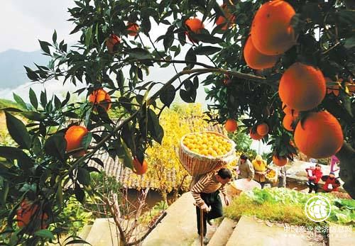 湖北秭归县：脐橙成脱贫致富“黄金果”