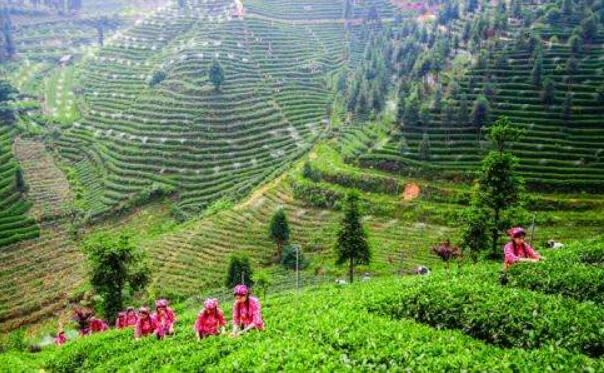 云南明确生态扶贫实施途径力争“双赢”