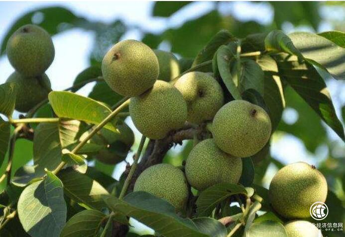 河北临城：小核桃铺就绿色脱贫路