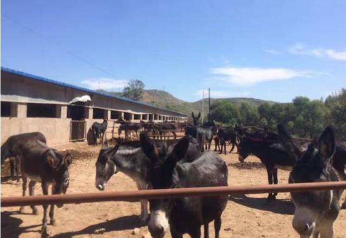 探索三产联动新模式 小毛驴拉动扶贫大产业