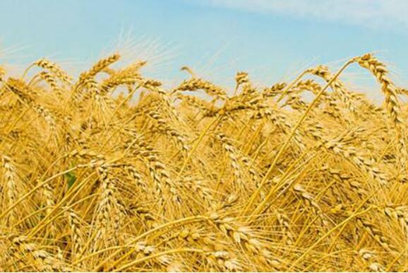 中国农业发展合作项目助力非洲粮食增产