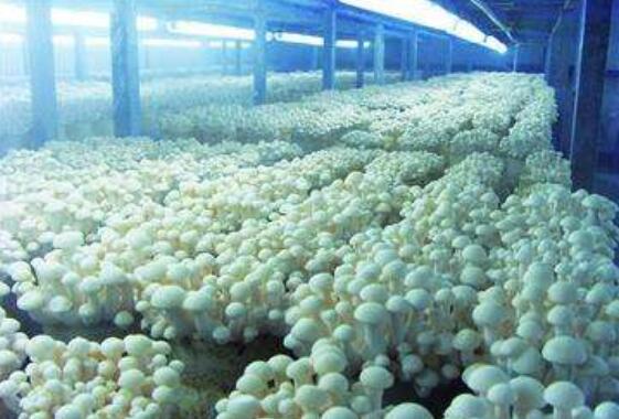 辽宁鞍山：用科技“造血”精准扶贫