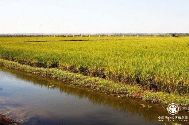湖北省老河口市拟3年内发展稻渔共作面积10万亩