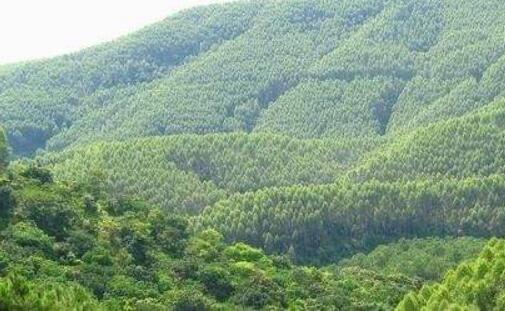 广西融安：香杉产业建设谱写发展新篇章