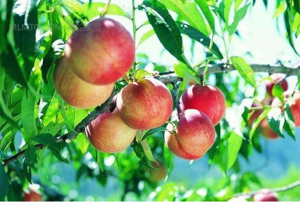 陕西陇县：滴灌喂饱油桃树 带来致富新思路