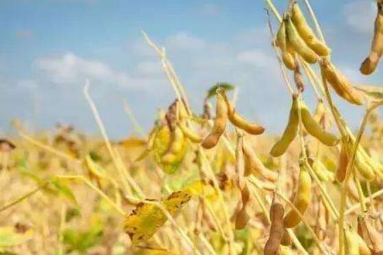 黑龙江省大豆生产者补贴增加近一倍