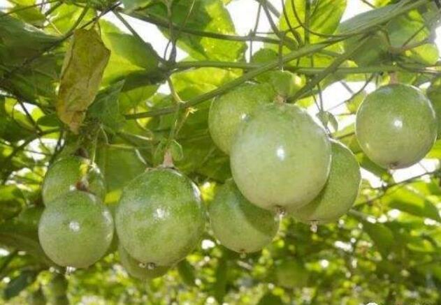 海南保亭：百香果成为村民“脱贫致富果”