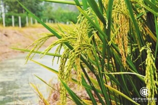 辽宁盘锦强力推进稻蟹种养模式发展